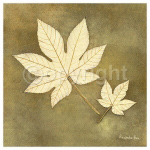 MAPLE LEAF Alexandra  Bex