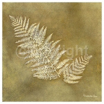 ORGANIC FERN Alexandra  Bex