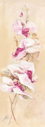 ELEGANCE Elizabeth  Espin
