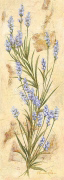 LAVANDA Amelie  Parker