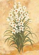WHITE LADY Amelie  Parker