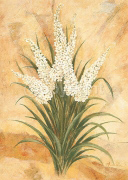 WHITE SURPRISE Amelie  Parker