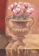 CLASSIC CYCLAMEN Scott  Norman