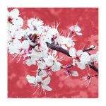 BLOSSOM IN PINK Gail  McKenzie