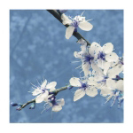 BLOSSOM IN BLUE Gail  McKenzie