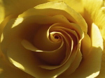 YELLOW ROSE Laurent  Pinsard
