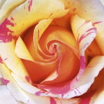 WHITE AND PURPLE ROSE Laurent  Pinsard