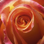 ORANGE ROSE Laurent  Pinsard