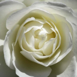 WHITE ROSE Laurent  Pinsard