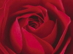 L'IMPORTANT, C'EST LA ROSE   PHOTOGRAPHY COLLECTION