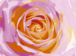 ROSE VARIATION I Tasmin  Phoenix