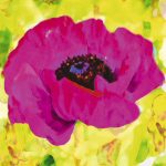 PINK POPPY Yvonne  Dulac