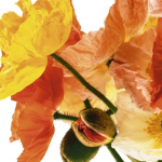 POPPIES I Richard  Weinstein