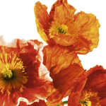 POPPIES II Richard  Weinstein
