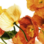 POPPIES III Richard  Weinstein
