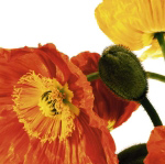 POPPIES IV Richard  Weinstein