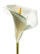 LILY IN BLOOM I   PHOTOGRAPHY COLLECTION