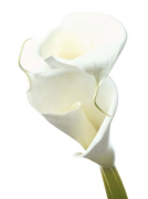 LILY IN BLOOM II   PHOTOGRAPHY COLLECTION