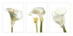 CALLA LILIES   PHOTOGRAPHY COLLECTION