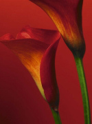 RED CALLA LILIES   PHOTOGRAPHY COLLECTION