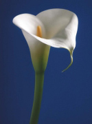 CALLA ON BLUE I Alex  Sedgwick
