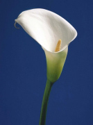CALLA ON BLUE II Alex  Sedgwick