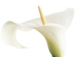 CALLA ON WHITE Den  Reader