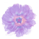 FLEUR VIOLETTE   Robin