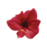 PETALES ROUGES I Tasmin  Phoenix