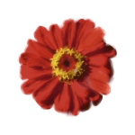 PETALES ROUGES II Tasmin  Phoenix