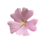 PETALES ROSES I Tasmin  Phoenix