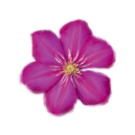 PETALES ROSES II Tasmin  Phoenix