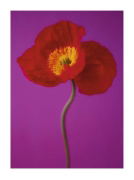 RED POPPY Masao  Ota