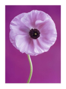 WHITE POPPY J.  Scott