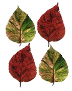 FOUR LEAVES I Tasmin  Phoenix