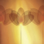 TRANSPARENCE V   Robin
