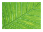 VERDANT FORM III Adam   Jones