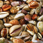 COQUILLAGES Laurent  Pinsard