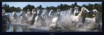 HORSES IN THE CAMARGUE, FRANCE Steve  Bloom