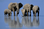 TOLERANCE   Anonymous_I