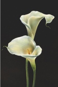 CALLA LILIES   Anonymous_I