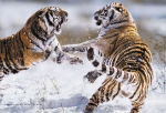 SIBERIAN TIGERS   Anonymous_I