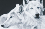 WHITE WOLVES   Anonymous_I