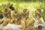 FOUR TIGER CUBS   Anonymous_I