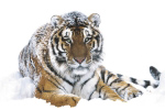 SIBERIAN TIGER   Anonymous_I