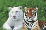 BROTHERS   Anonymous_I