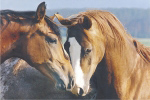 TENDERNESS   Anonymous_I