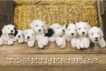 TOGETHERNESS   Anonymous_I