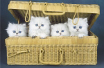 BASKET OF CATS   Anonymous_I
