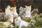 BABY CATS   Anonymous_I